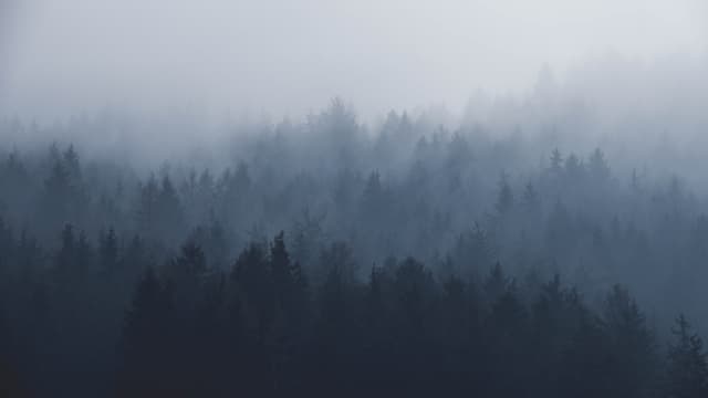 banner of misty forest